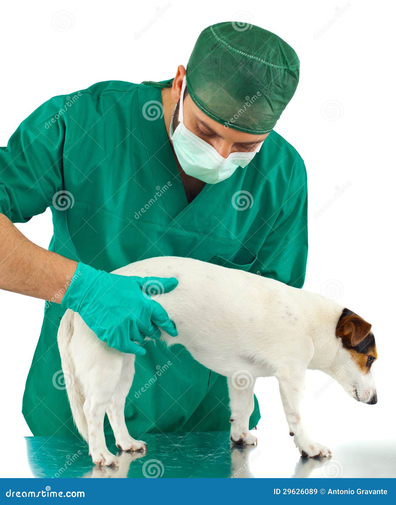 Vet Examining an Jack Russell Stock Image Image of terrier, medicine