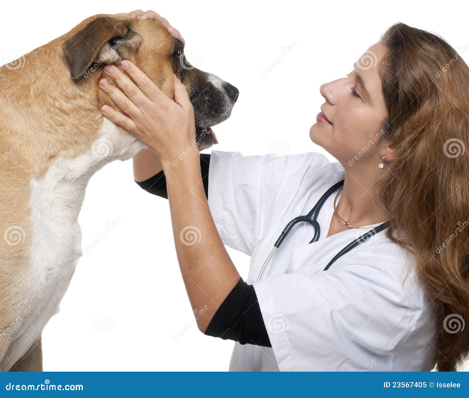 Vet Examining a Mixedbreed Dog Stock Image Image of pets, domestic