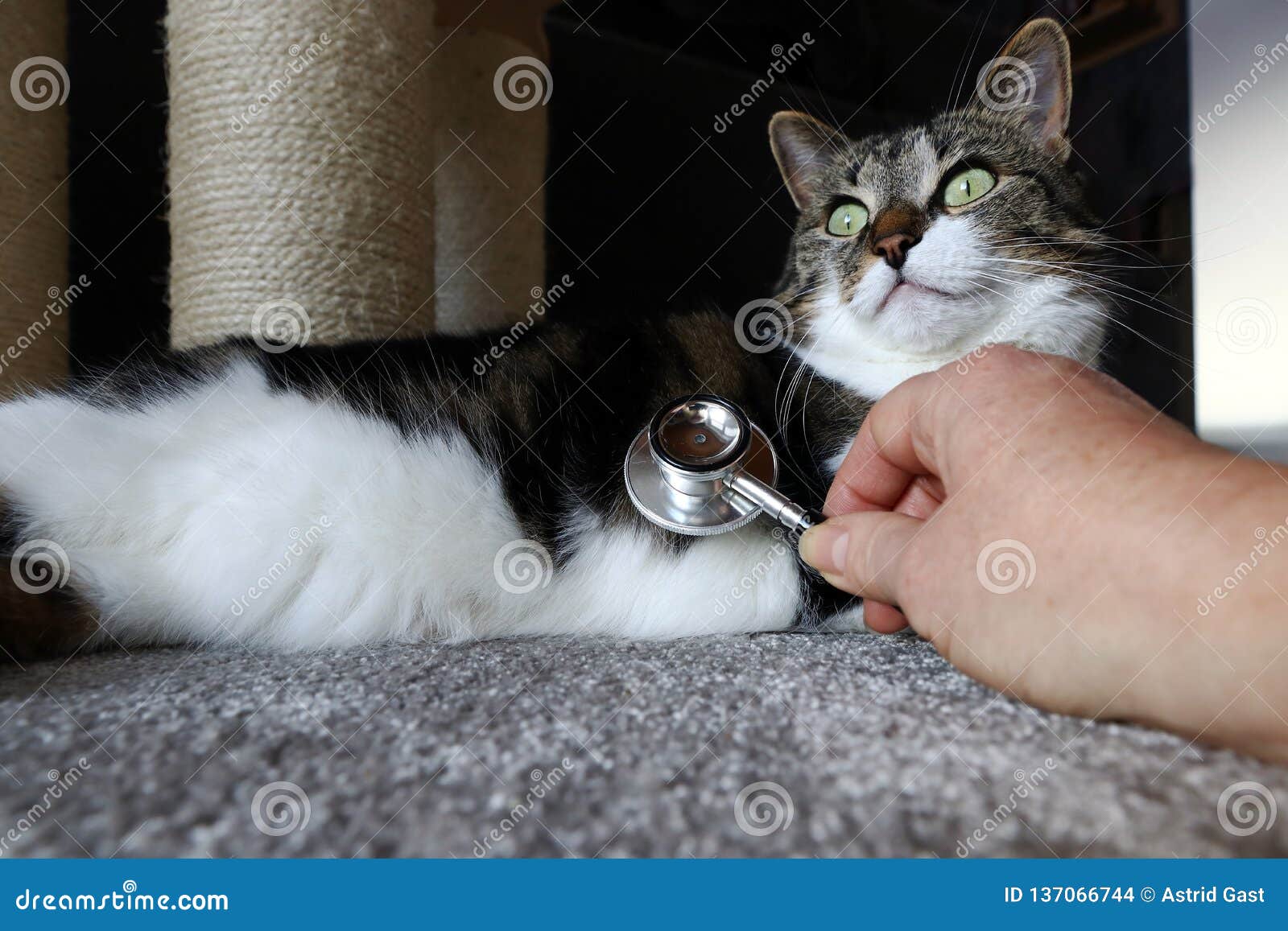 Veterinary Examination of a Cat during a Home Visit Stock Photo Image