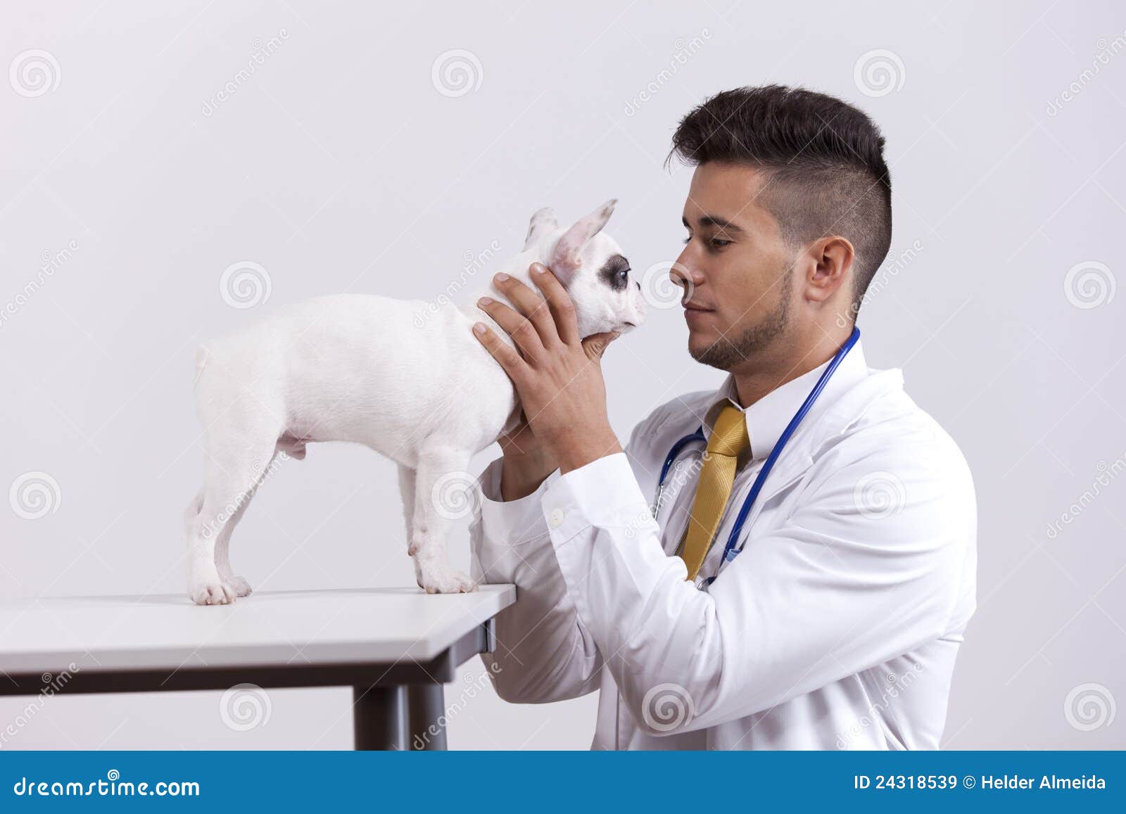 Vet Holding a Boston Terrier Dog Stock Image Image of care