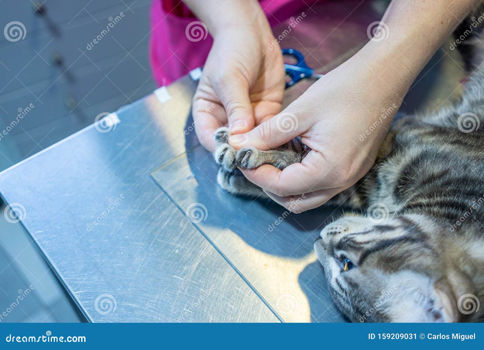 Vet Nurse Examining The Claws Of A Cat Stock Image Image Of Meow Examining 159209031