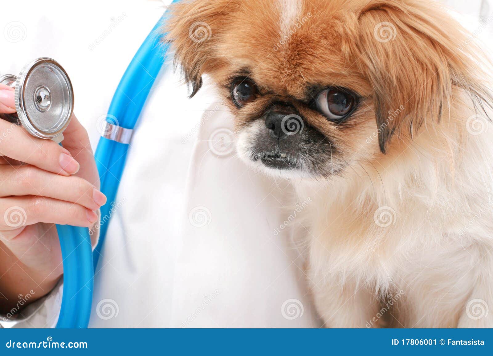 Vet and small dog. stock image. Image of canine, medical 17806001