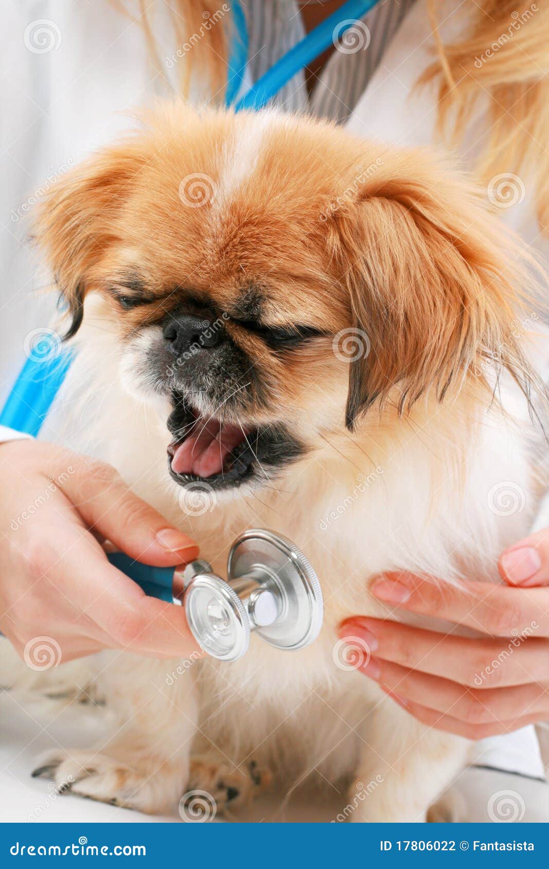 Vet and small dog. stock photo. Image of chin, healthy 17806022