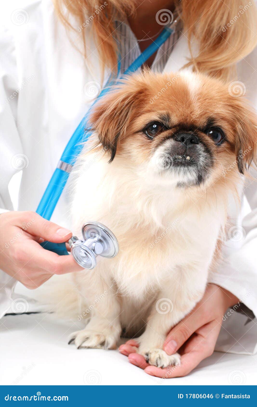 Vet and small dog. stock photo. Image of hospital, breed 17806046