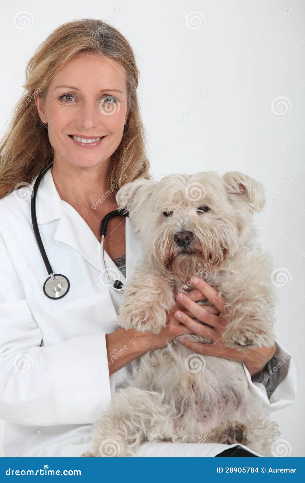 Vet with a small dog stock photo. Image of profession 28905784