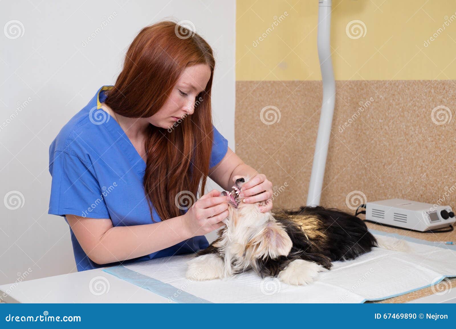 Vet with Small Dog Under Anesthesia Ready for an Operation. Stock Photo