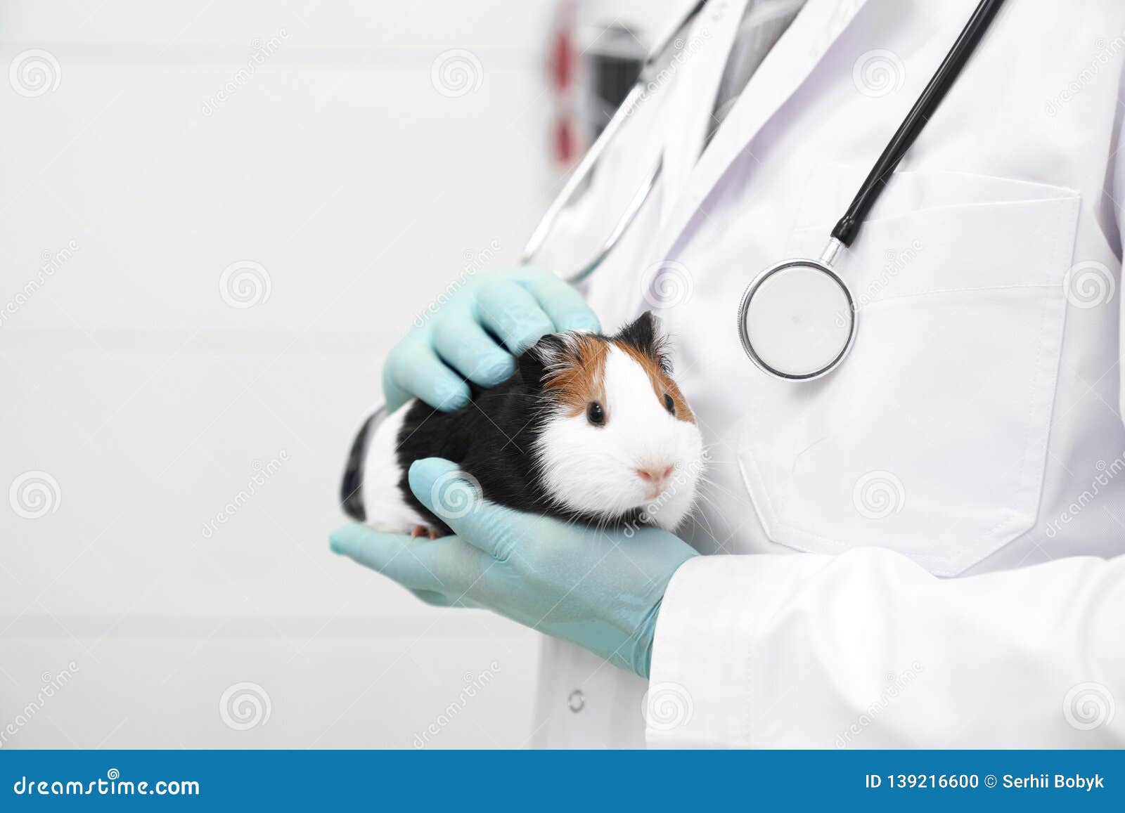 taking hamster to vet