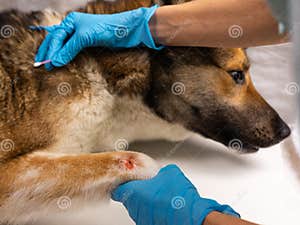 The Vet Treats The Wound On The Dog s Paw Treatment Dogs Have The Vet 