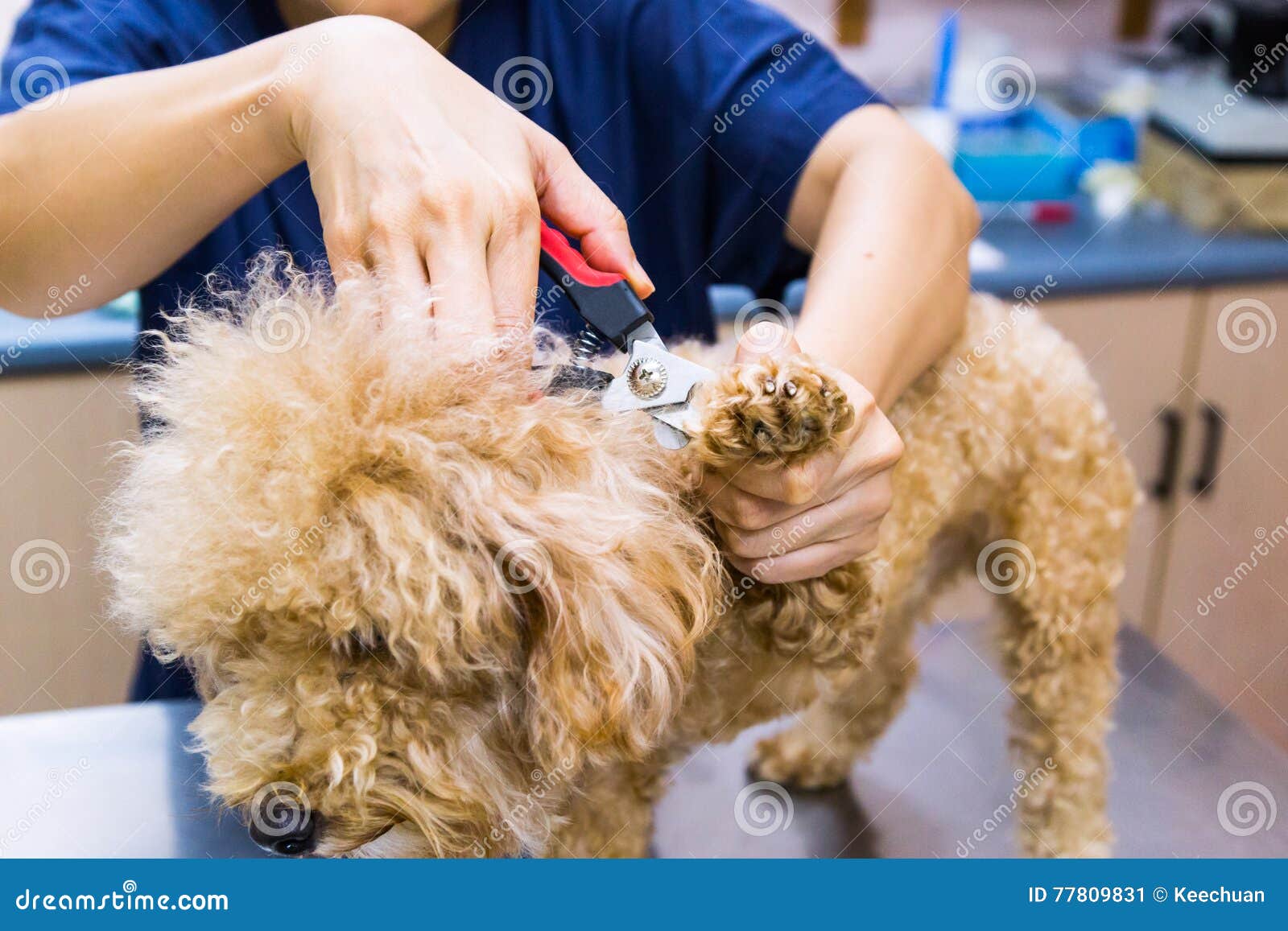 Dog Nail Dremel Stock Photos - Free & Royalty-Free Stock Photos from  Dreamstime