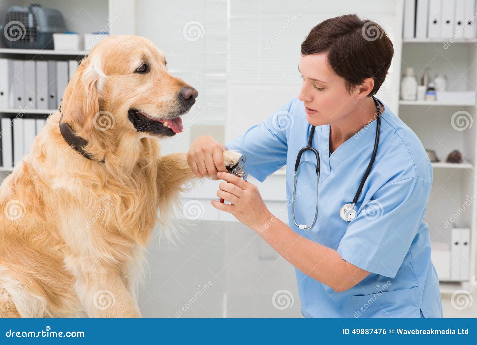 Vet Using Nail Clipper on a Dog Stock Photo Image of specialist