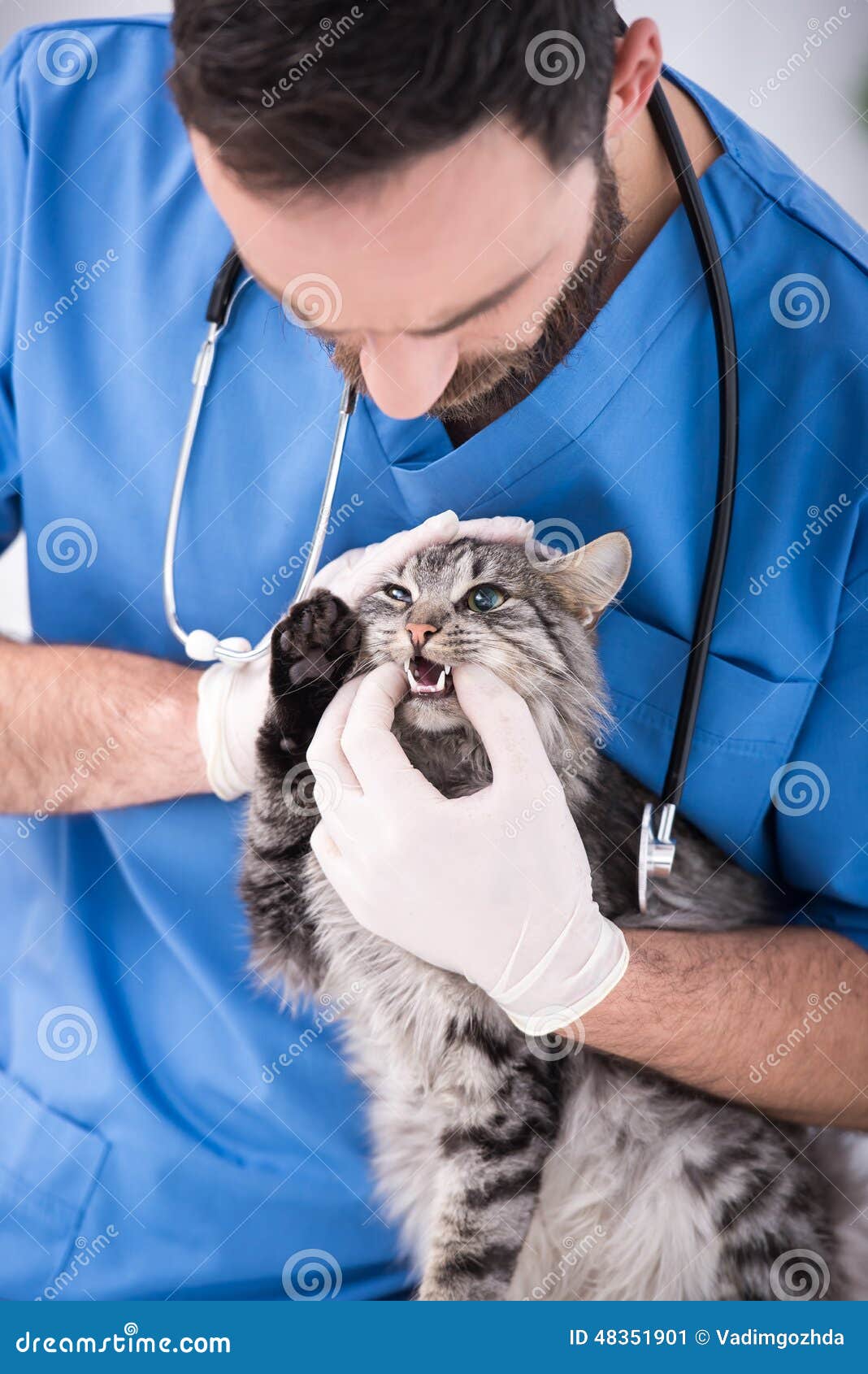 57 Top Pictures Cat Vet Clinic Calgary / #Calgary Cat Clinic | Vet clinics, Clinic, Pets