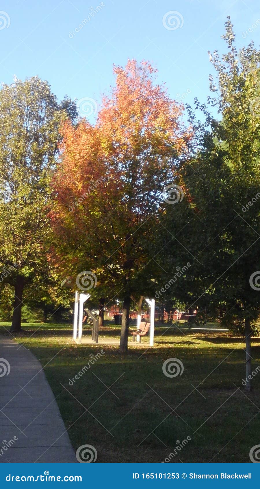 Veterans Memorial Tree Park Stock Image Image of veterans, park