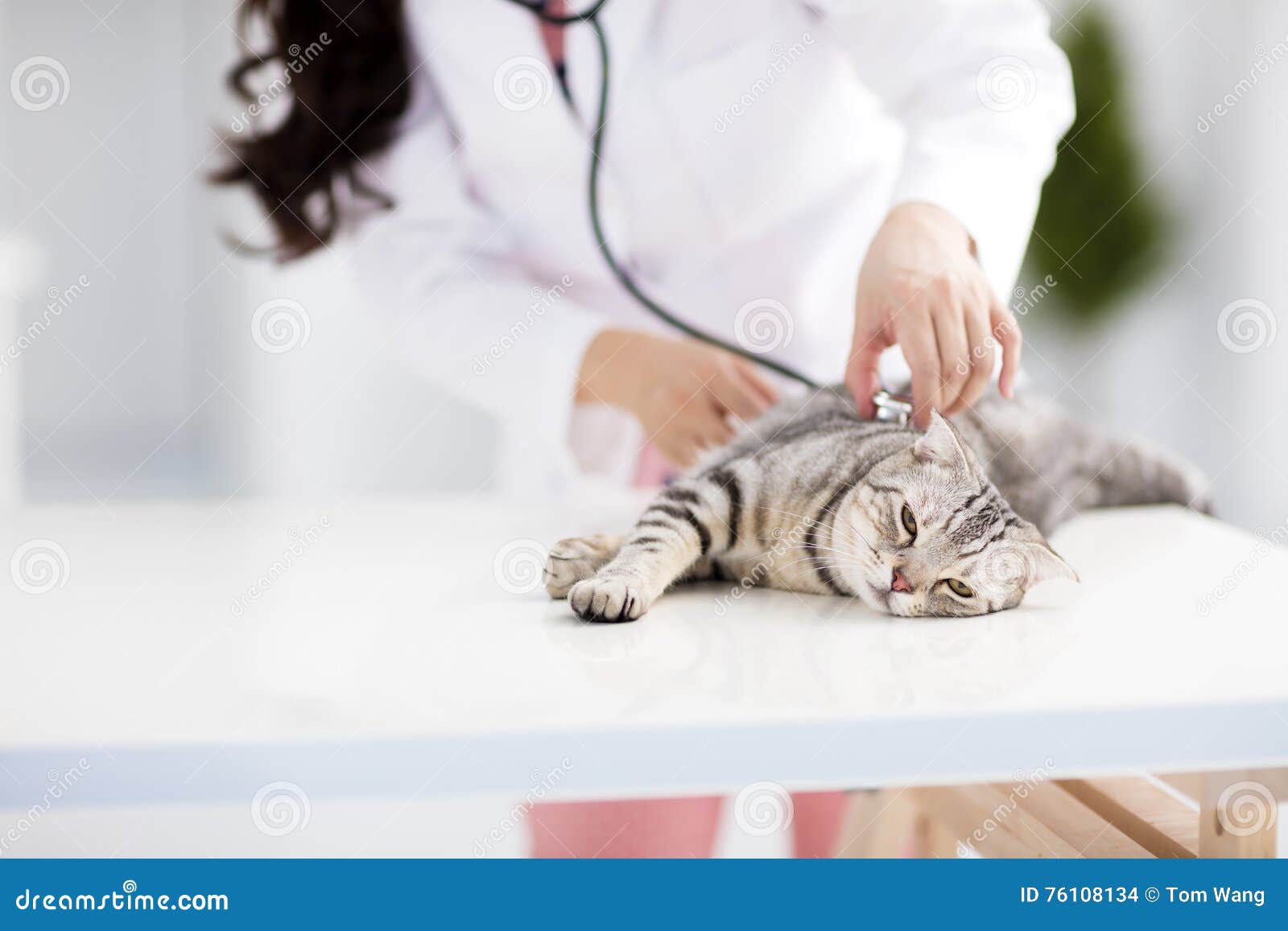Veterinär- Doktor Med Katten Arkivfoto av gulligt, sjukhus: 76108134