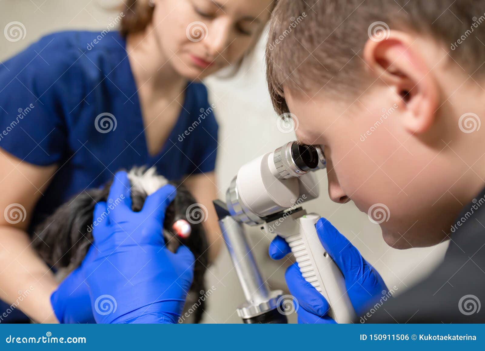 Veterinari, gli oftalmologi esaminano l'occhio ferito di un cane con una lampada a fessura in una clinica veterinaria