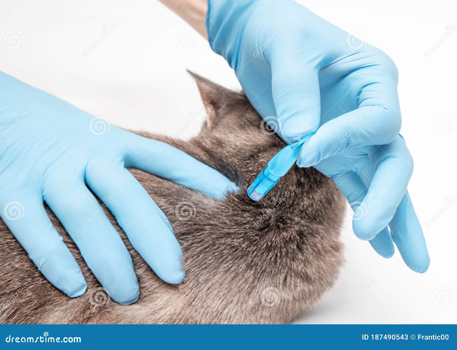 veterinarian applies antiparasitic drops medicine on the back of the cat`s neck