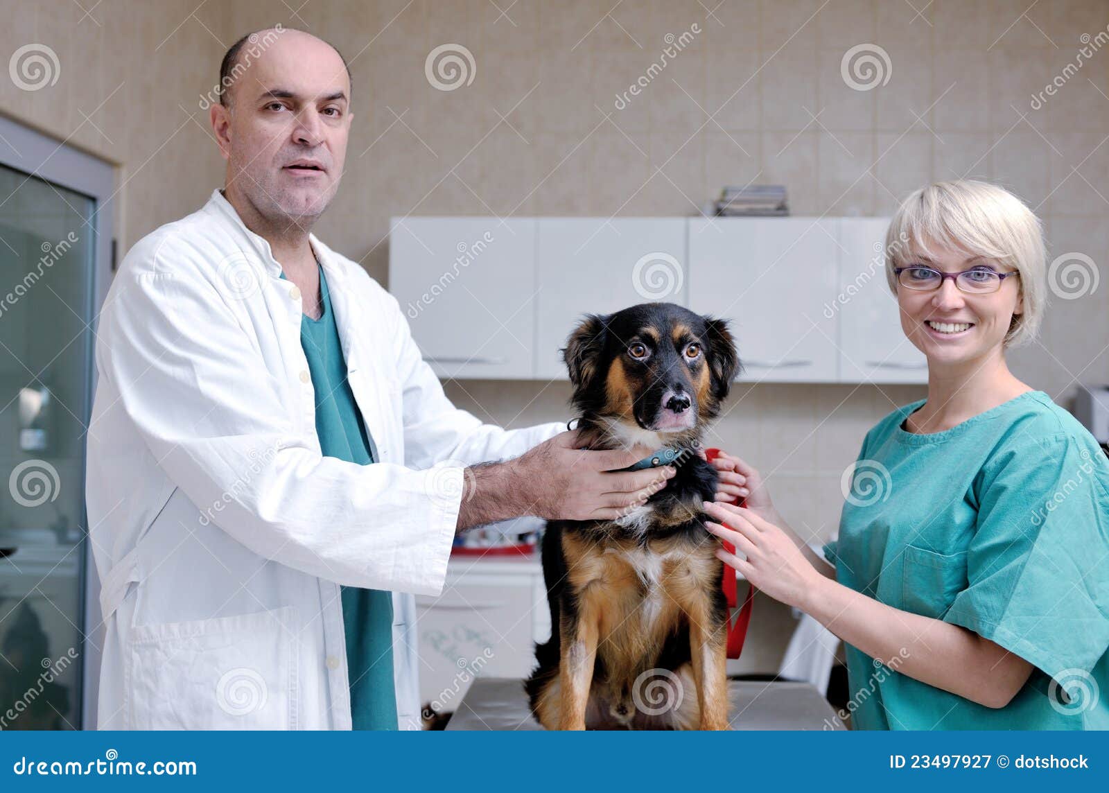 Veterinarian and Assistant in Animal Clinic Stock Image Image of