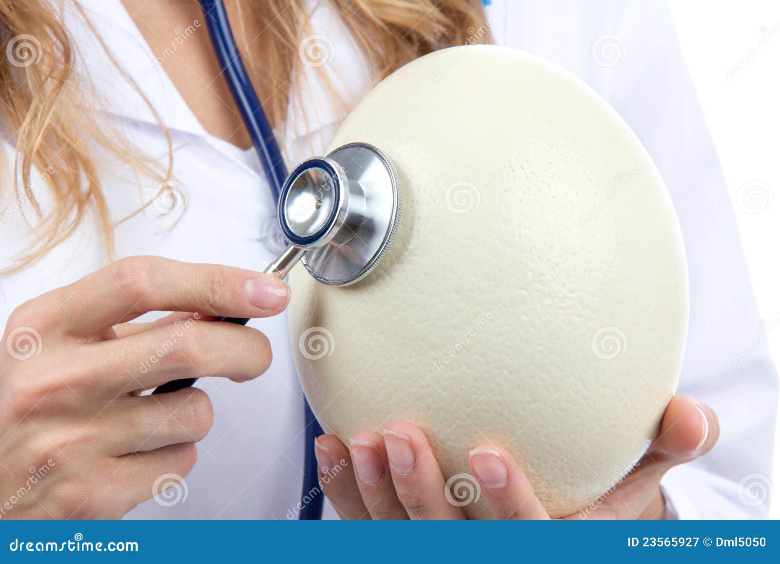 veterinarian auscultating enormous big ostrich egg