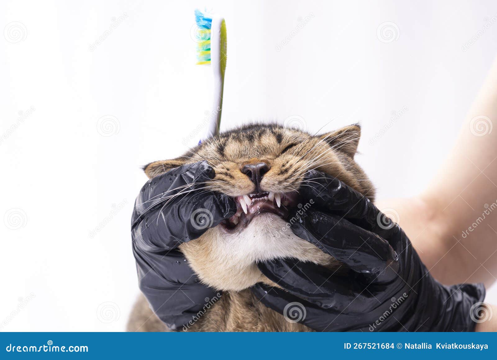 A Veterinarian Brushes the Teeth of a Brown Scottish Fold Cat. Cat