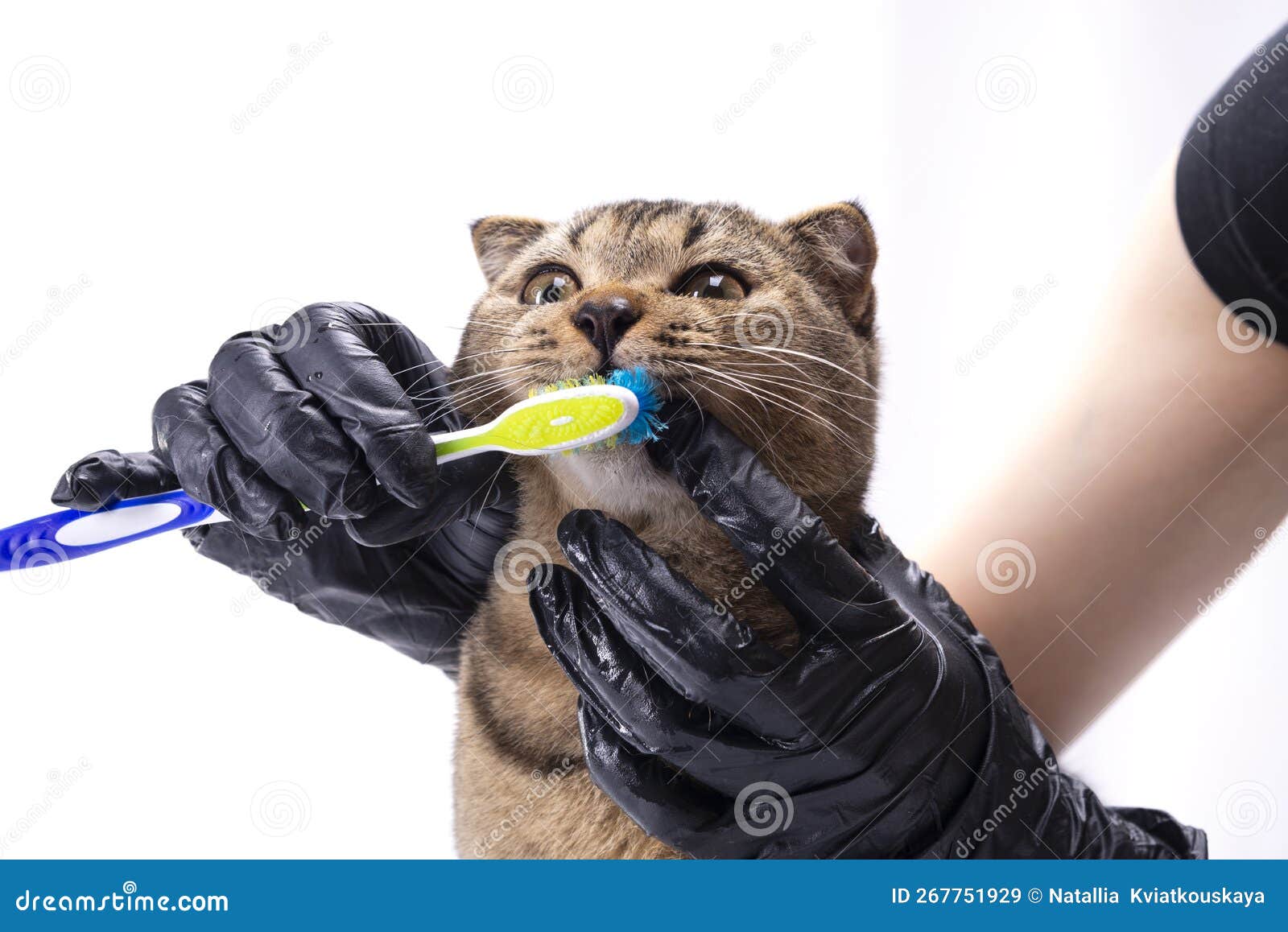 A Veterinarian Brushes the Teeth of a Brown Scottish Fold Cat. Cat