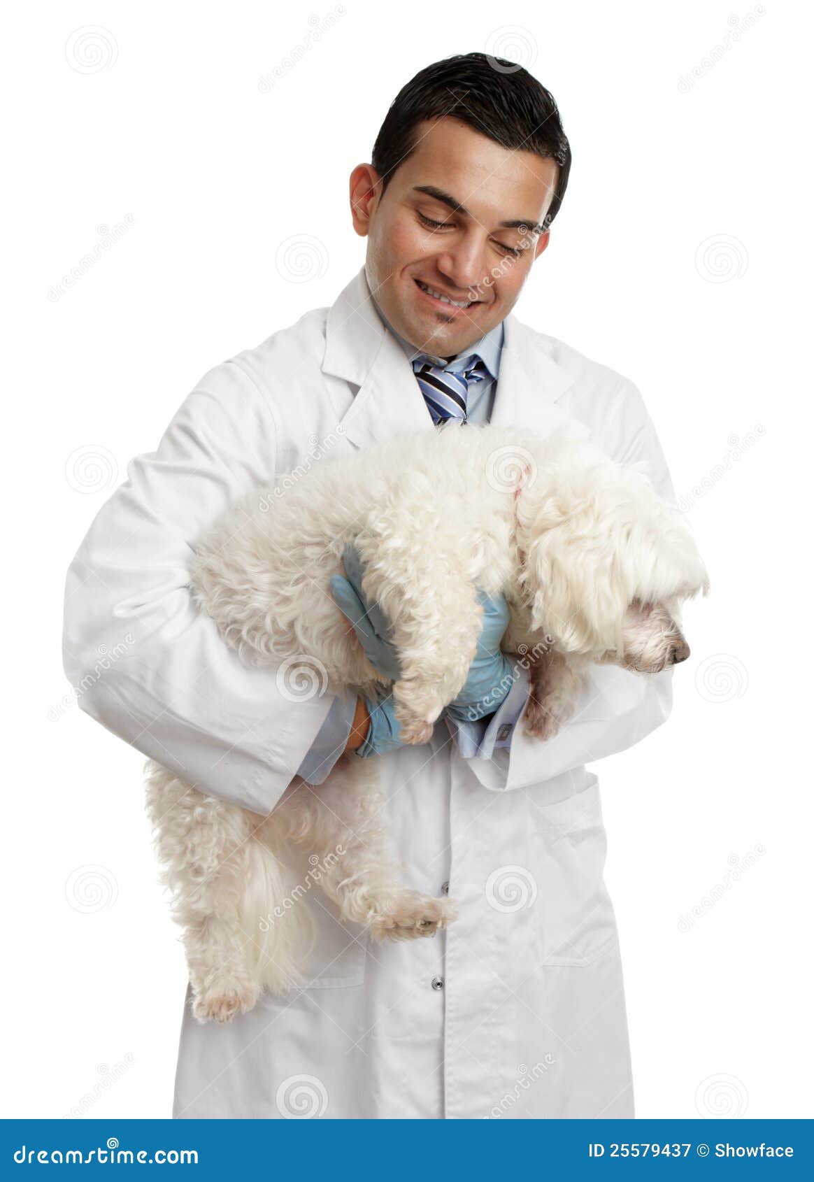 Veterinarian Carrying a Small Dog Stock Image Image of clinic