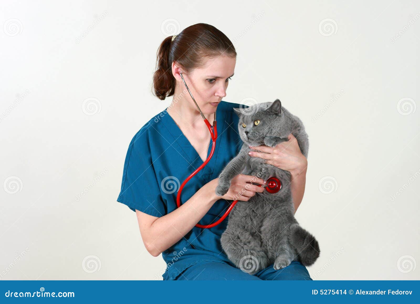 Veterinarian and the cat stock photo. Image of treatment 5275414