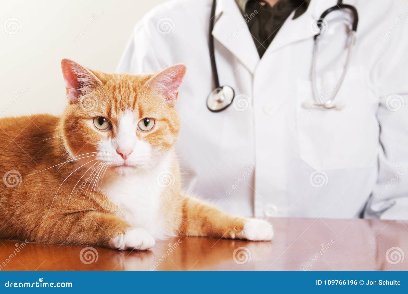 A veterinarian with a cat stock photo. Image of portrait 109766196