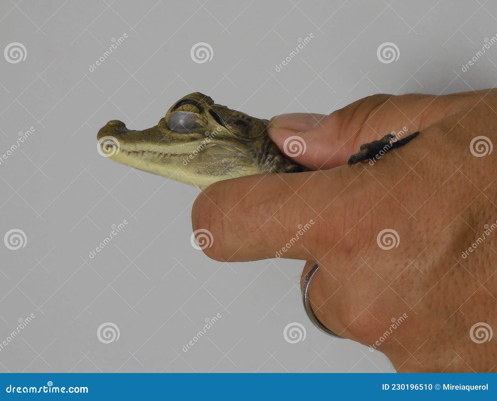 veterinarian catching a baby crocodile. you can see the third eyelid and the eardrum cover. white background