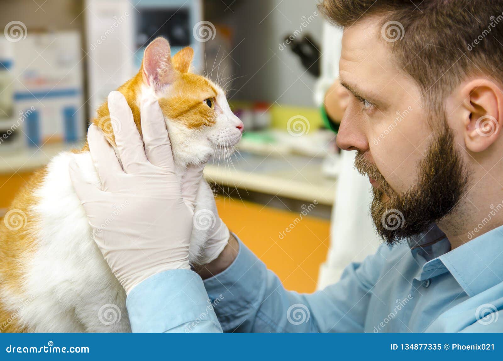 Veterinarian Checking Cat`s Eyes Stock Image Image of shot, visit