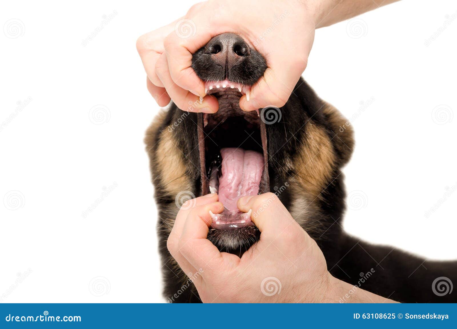 the veterinarian checks the dog's teeth