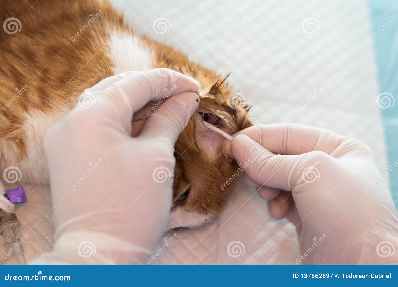 The Veterinarian Cleaning the Ears of a Cat Stock Image Image of