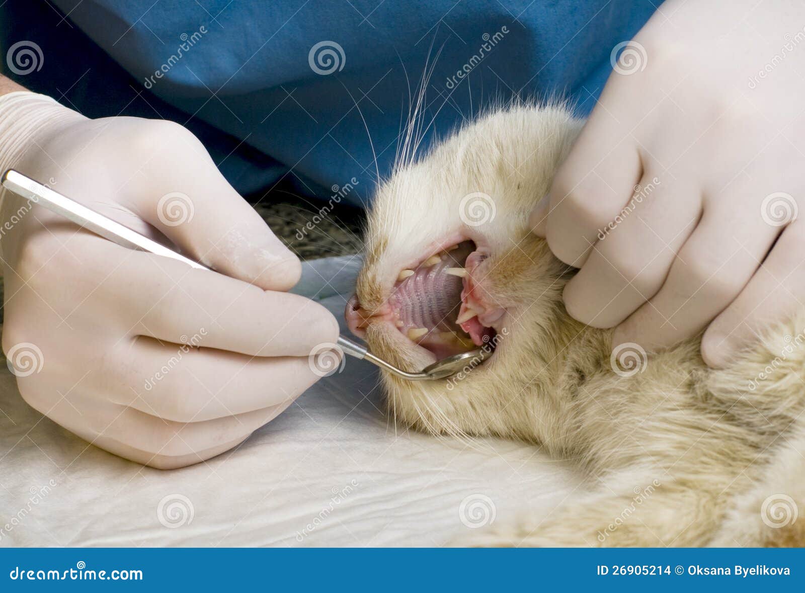 vet cat teeth cleaning cost