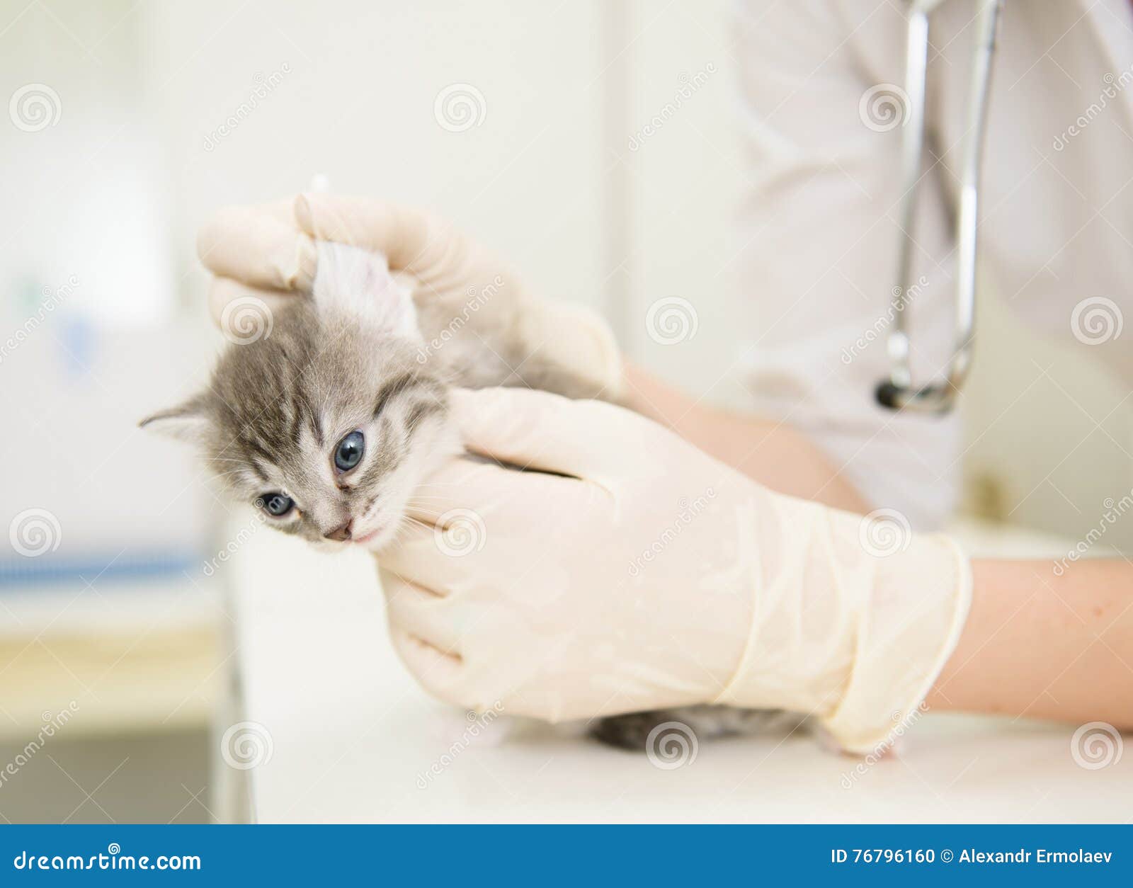 veterinarian cleans ears cat