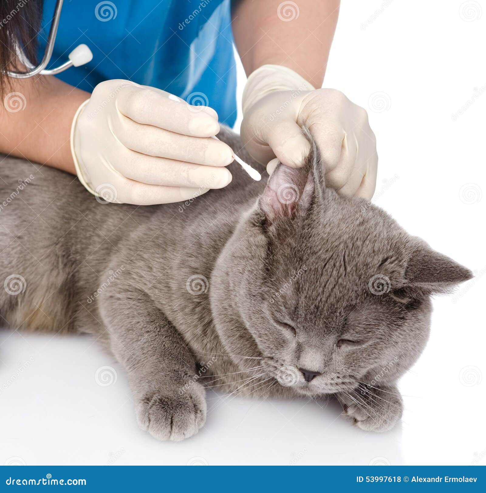 Veterinarian Cleans Ears Cat. on White Background Stock Photo Image