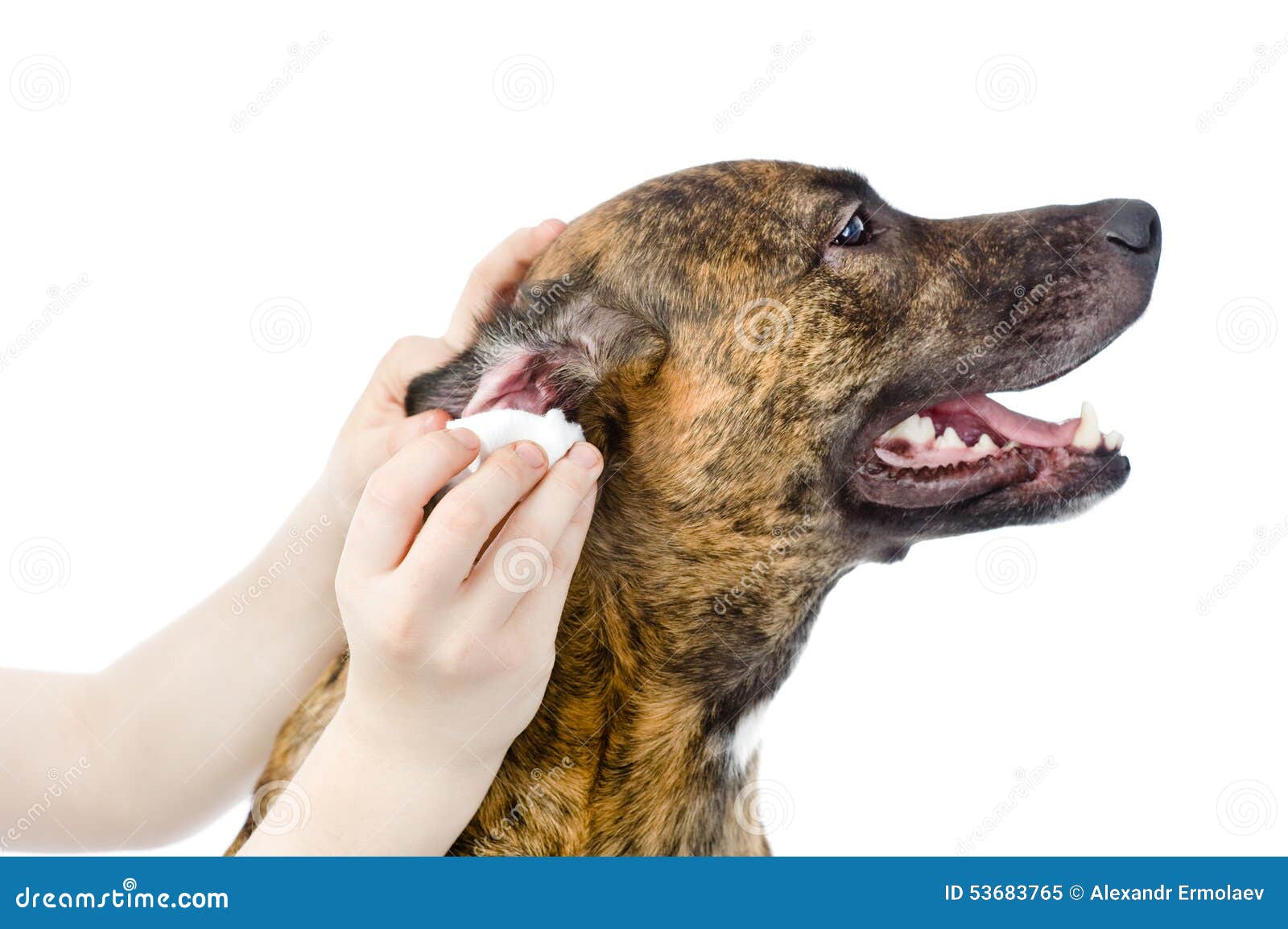 veterinarian cleans ears to a dog.  on white background