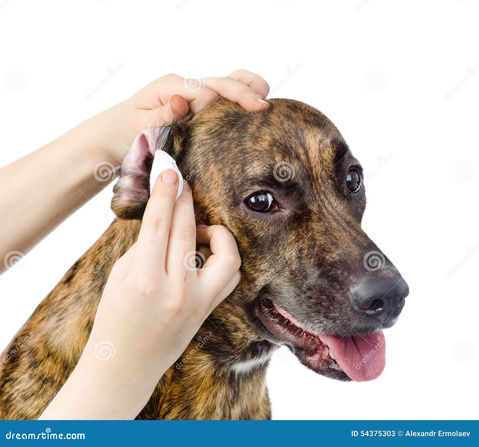 veterinarian cleans ears to a dog.  on white background