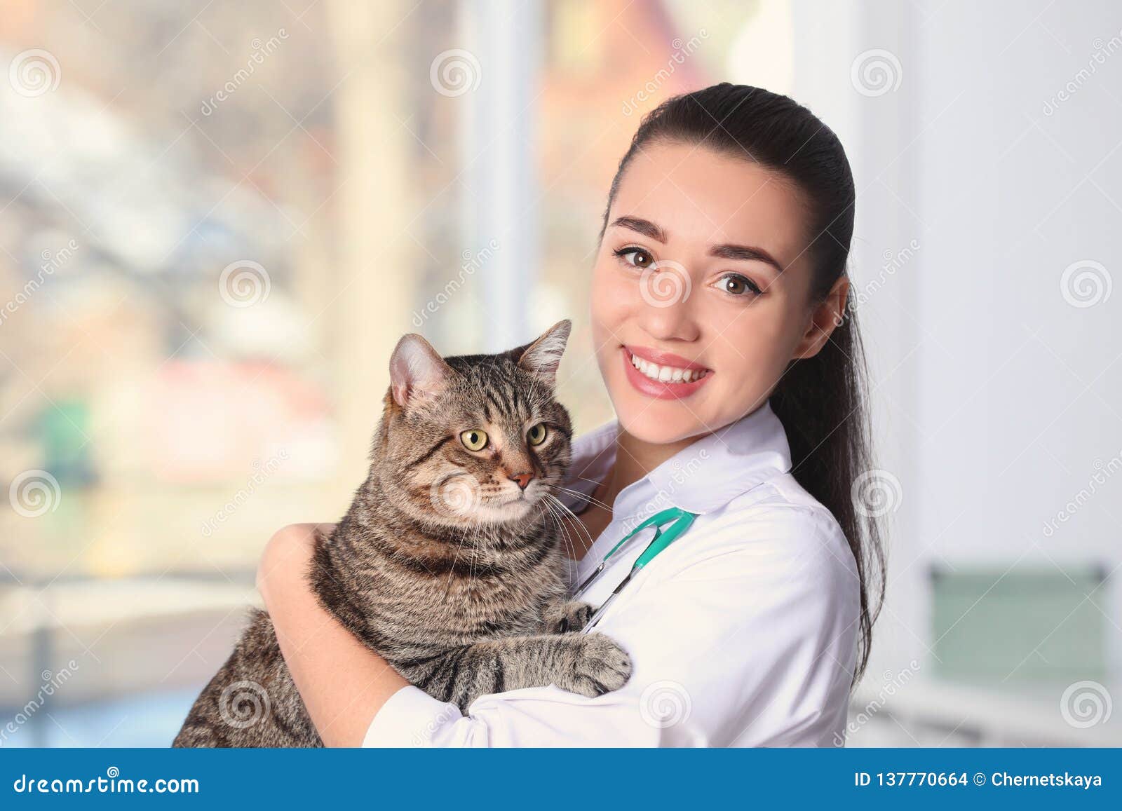 Veterinarian Doc with Cat in Animal Clinic Stock Photo Image of copy