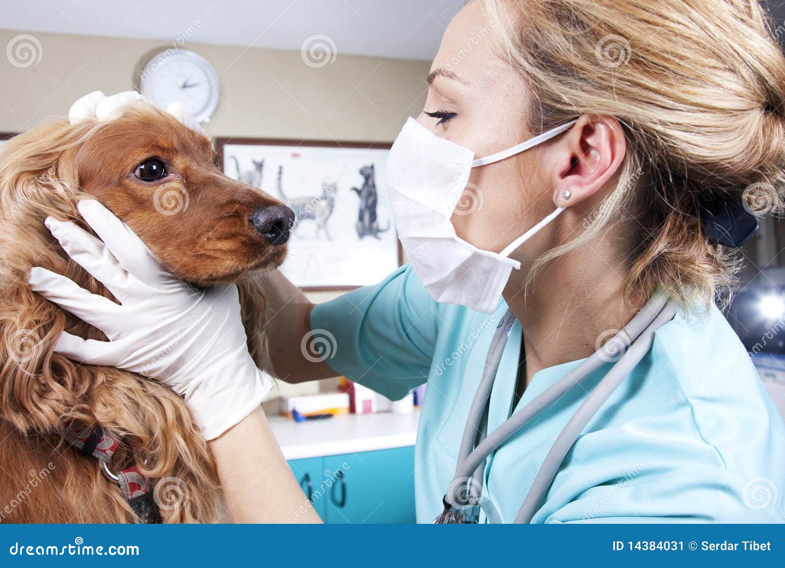 Veterinarian Doctor Stock Image Image 14384031