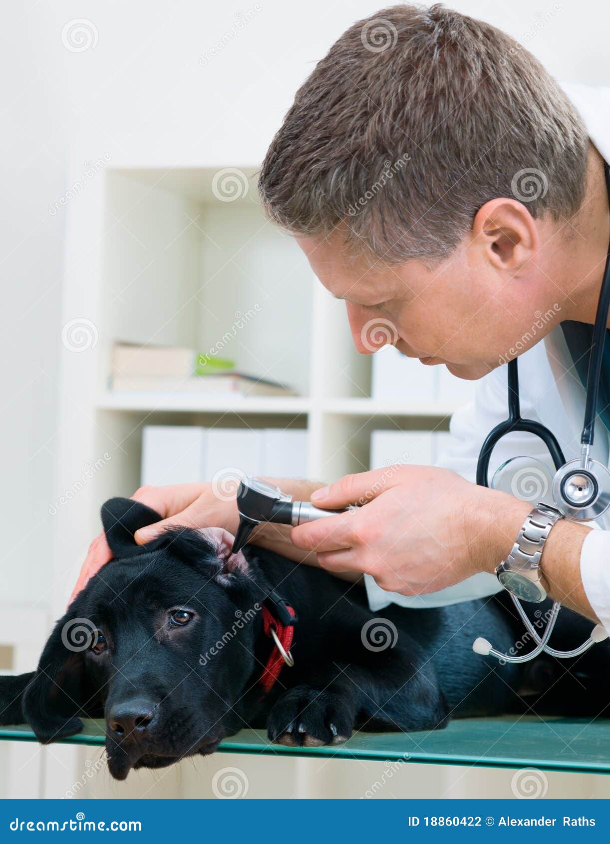 Veterinarian doctor stock photo. Image of expertise, medical 18860422