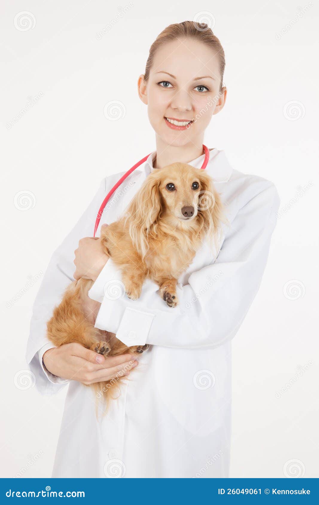 Veterinarian doctor stock image. Image of caucasian, dachshund 26049061