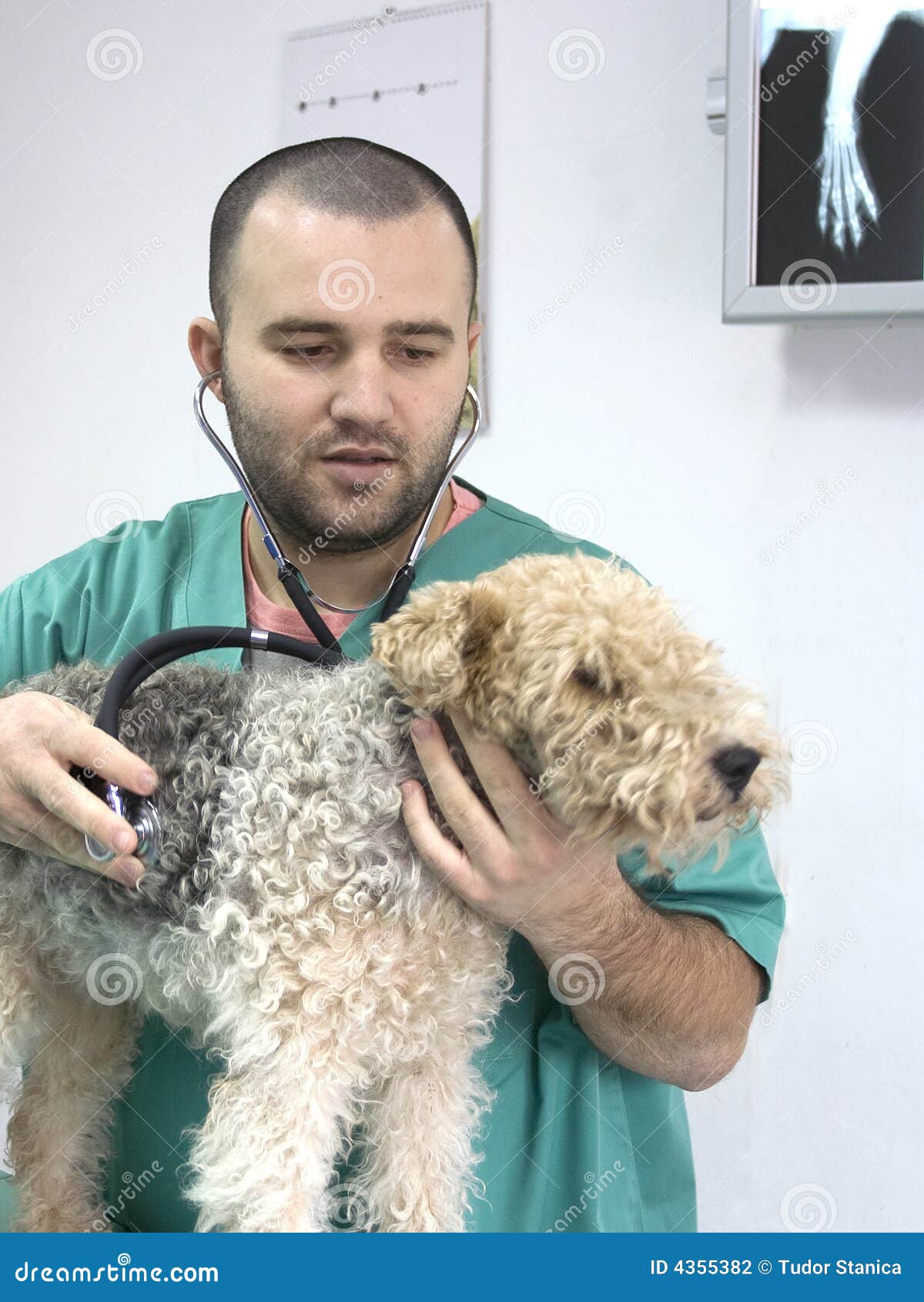 Veterinarian Doctor stock photo. Image of veterinarian 4355382