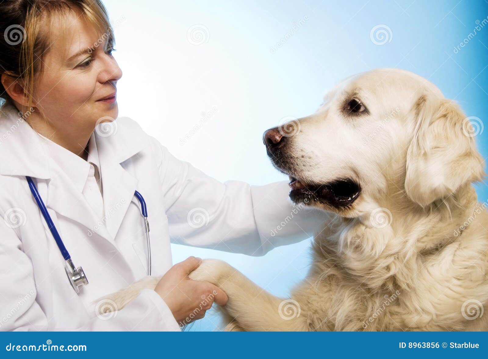 veterinarian doctor with dog