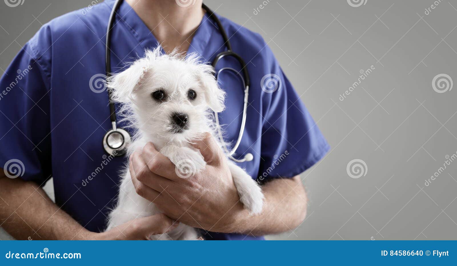 veterinarian doctor examining a maltese puppy