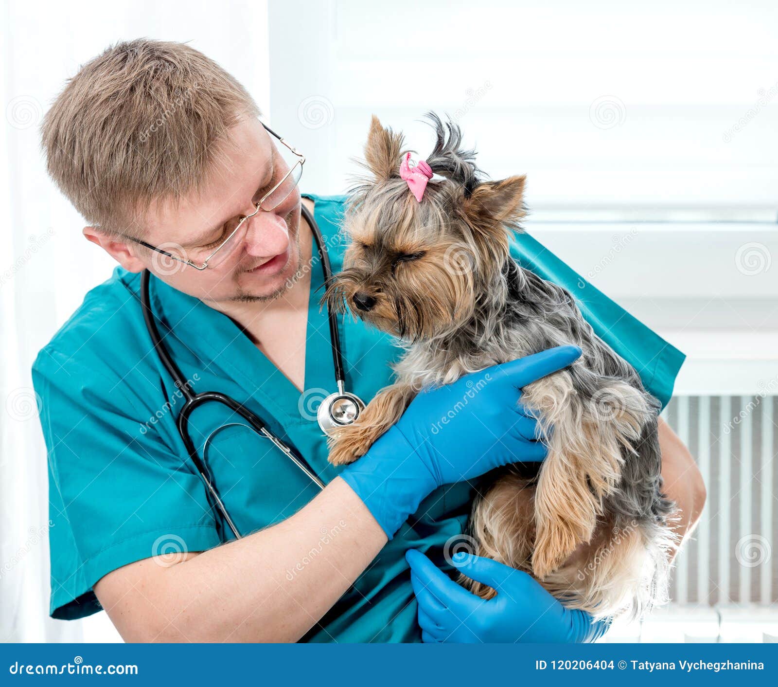 Veterinarian Holding Dog on Hands at Vet Clinic Stock Photo - Image of ...