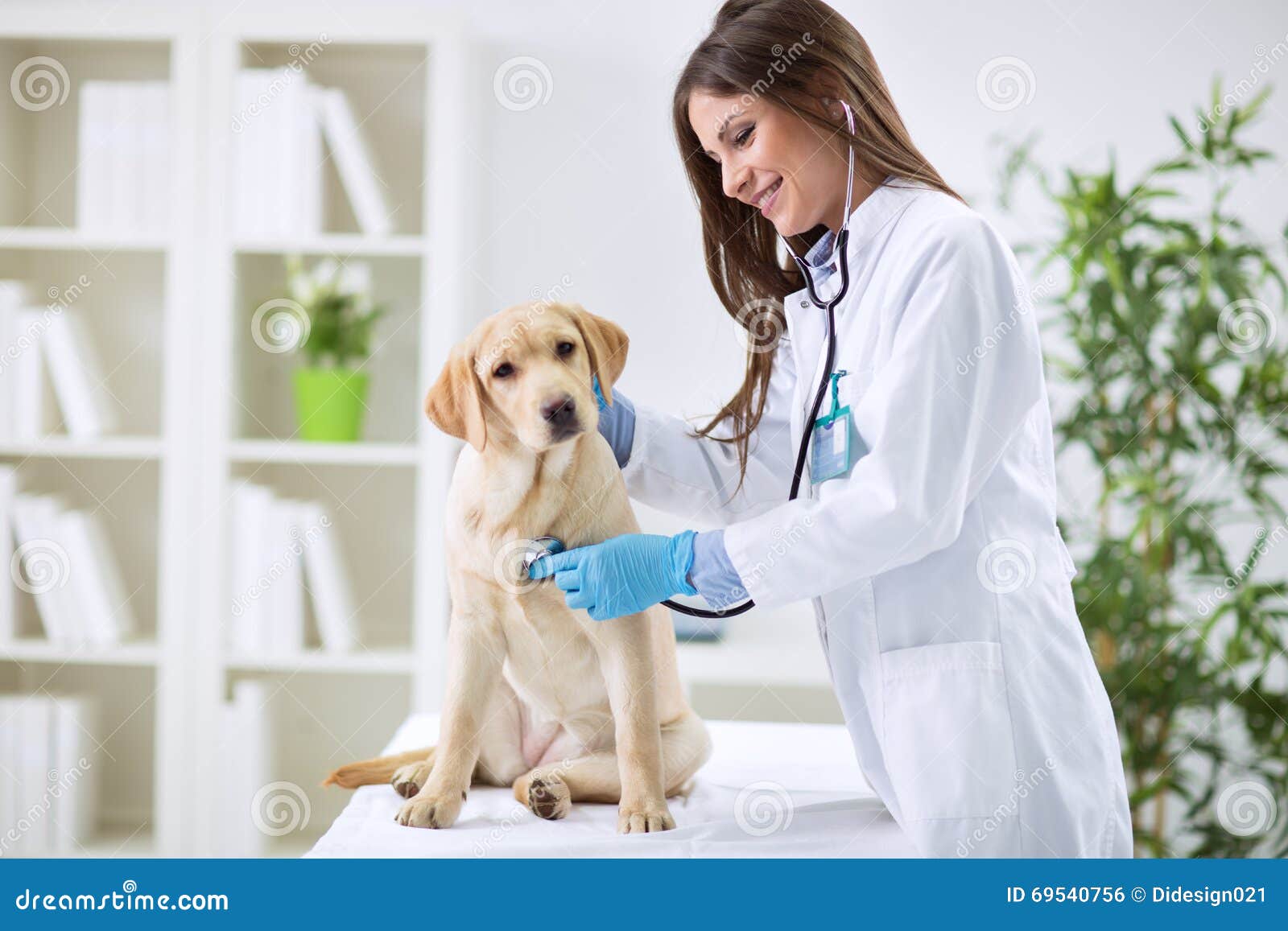 veterinarian doctor and a labrador puppy