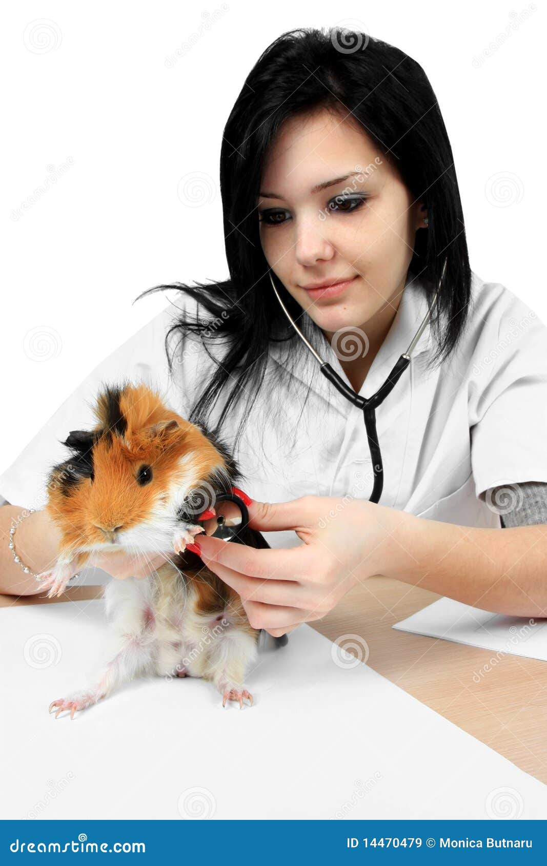 guinea pig doctors