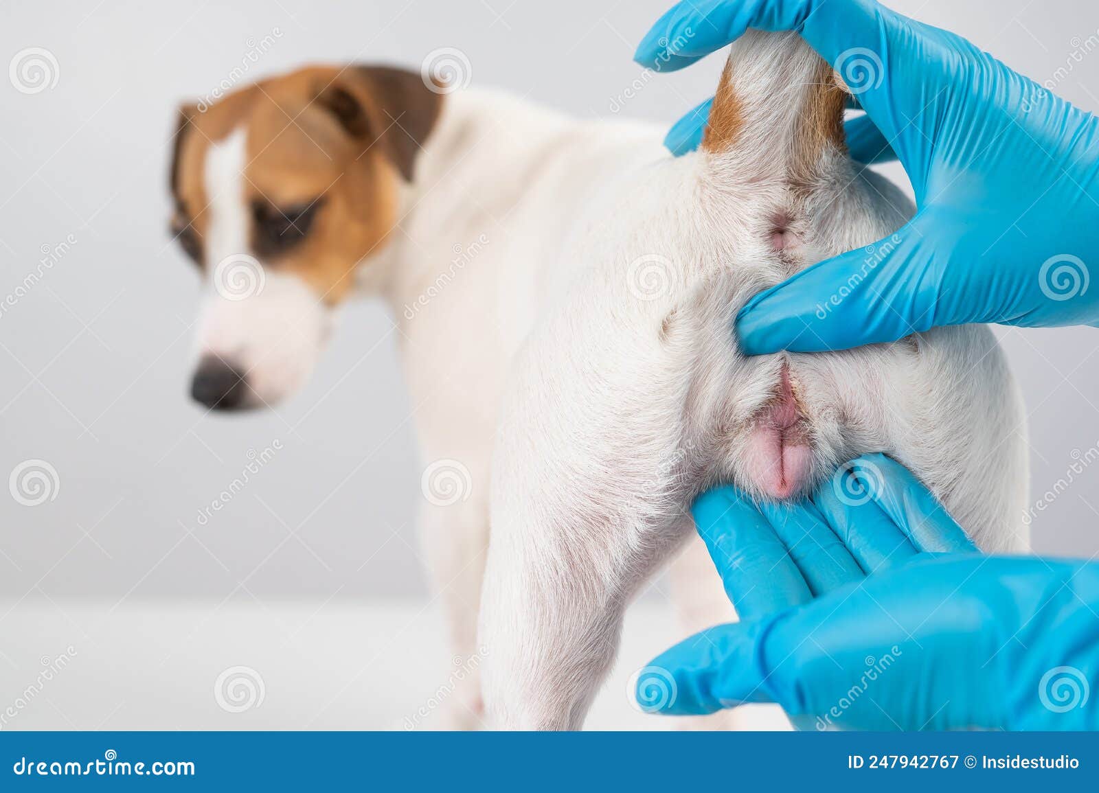Veterinarian Doing An Examination Of The Genitals Of A Female Dog Jack veterinarian-doing-an-examination-of-the-genitals-of-a-female-dog-jack