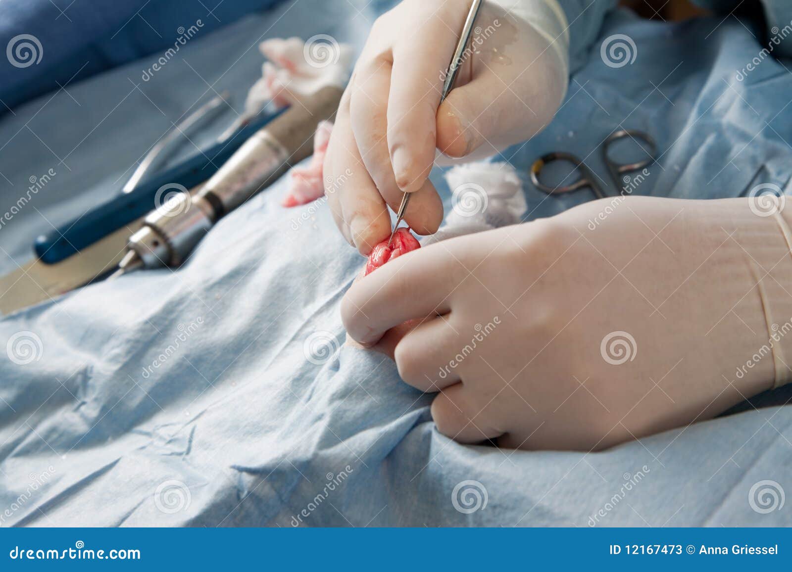Veterinarian Doing Knee Surgery on Small Dog Stock Image Image of