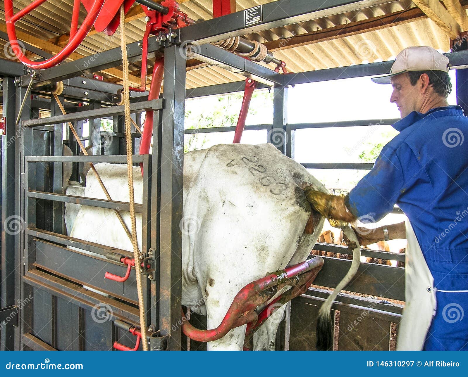 Veterinarian Examines and Initiates Artificial Insemination Work on a  Nelore Cow on a Farm, in the Municipality of Londrina Editorial Photography  - Image of agriculture, initiates: 146310297