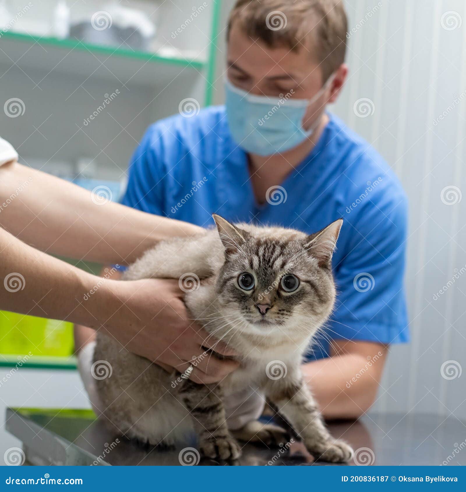 Veterinarian Examining Cat on Table in Clinic Stock Image Image of