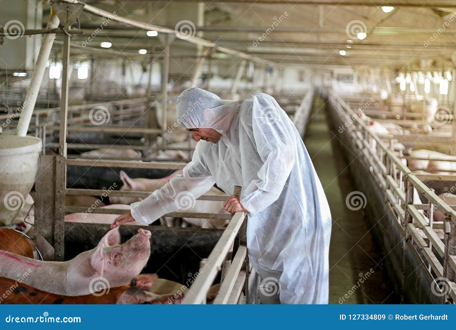 veterinarian examining pigs at a pig farm